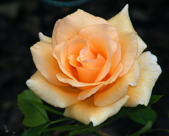 Winter Sunset photo ws2013_09030002_zpsa0c9725c.jpg